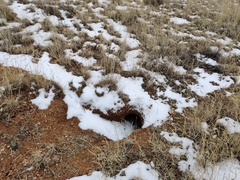 Lagomorpha