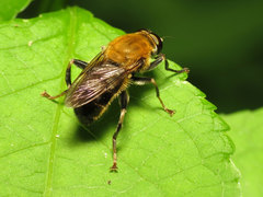 Pterallastes thoracicus