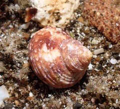 Turbo sandwicensis