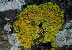 Xanthoria aureola