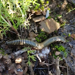 Ommatoiulus lusitanus