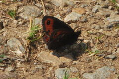Erebia montanus