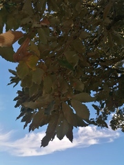 Quercus rugosa