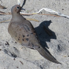 Zenaida macroura carolinensis