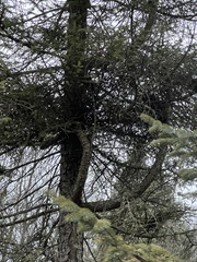 Arceuthobium pusillum