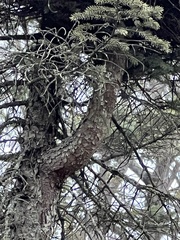 Arceuthobium pusillum