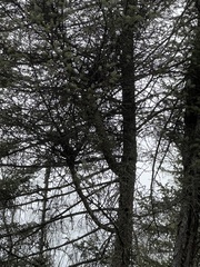 Arceuthobium pusillum