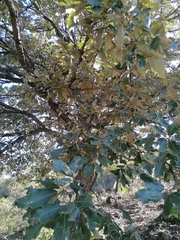 Quercus rugosa