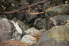 Eudyptes pachyrhynchus