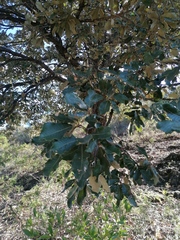 Quercus rugosa