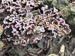 Chondrostereum purpureum