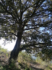Quercus rugosa