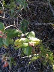 Rhus standleyi