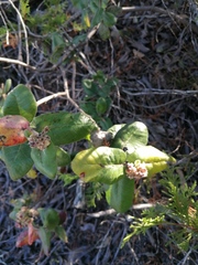 Rhus standleyi