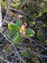 Rhus standleyi