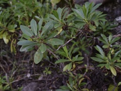 Globularia amygdalifolia