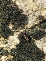 Ptenothrix
