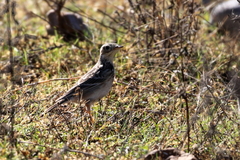 Anthus spragueii