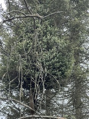 Arceuthobium pusillum