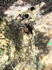 Ptenothrix