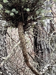 Arceuthobium pusillum