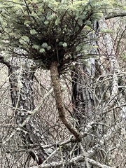 Arceuthobium pusillum