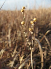 Linum sulcatum