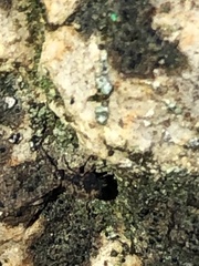 Ptenothrix