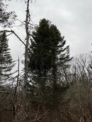 Arceuthobium pusillum