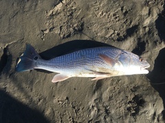 Sciaenops ocellatus