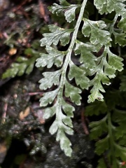 Asplenium montanum