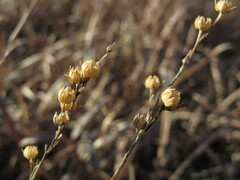 Linum sulcatum