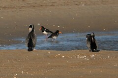 Phalacrocorax punctatus punctatus