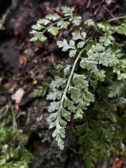 Asplenium montanum