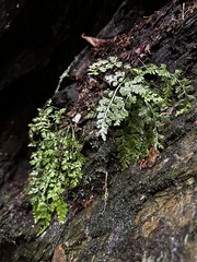 Asplenium montanum