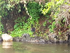 Anastomus lamelligerus