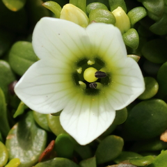 Gentianella saxosa