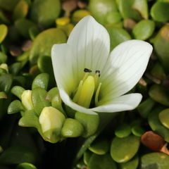 Gentianella saxosa