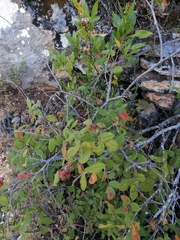 Varronia curassavica