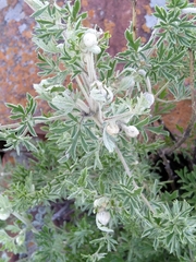 Clematis villosa
