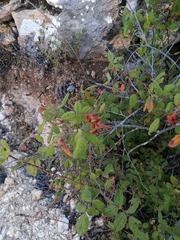 Varronia curassavica