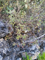 Malacomeles denticulata