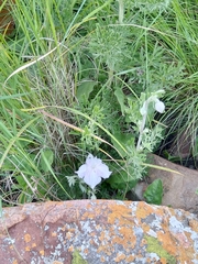 Clematis villosa