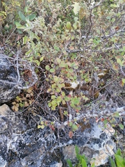 Malacomeles denticulata