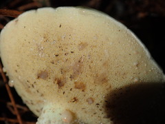 Suillus pungens