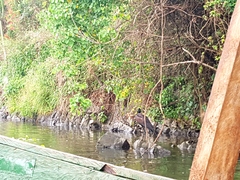 Anastomus lamelligerus