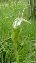 Pterostylis falcata