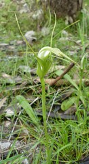 Pterostylis falcata