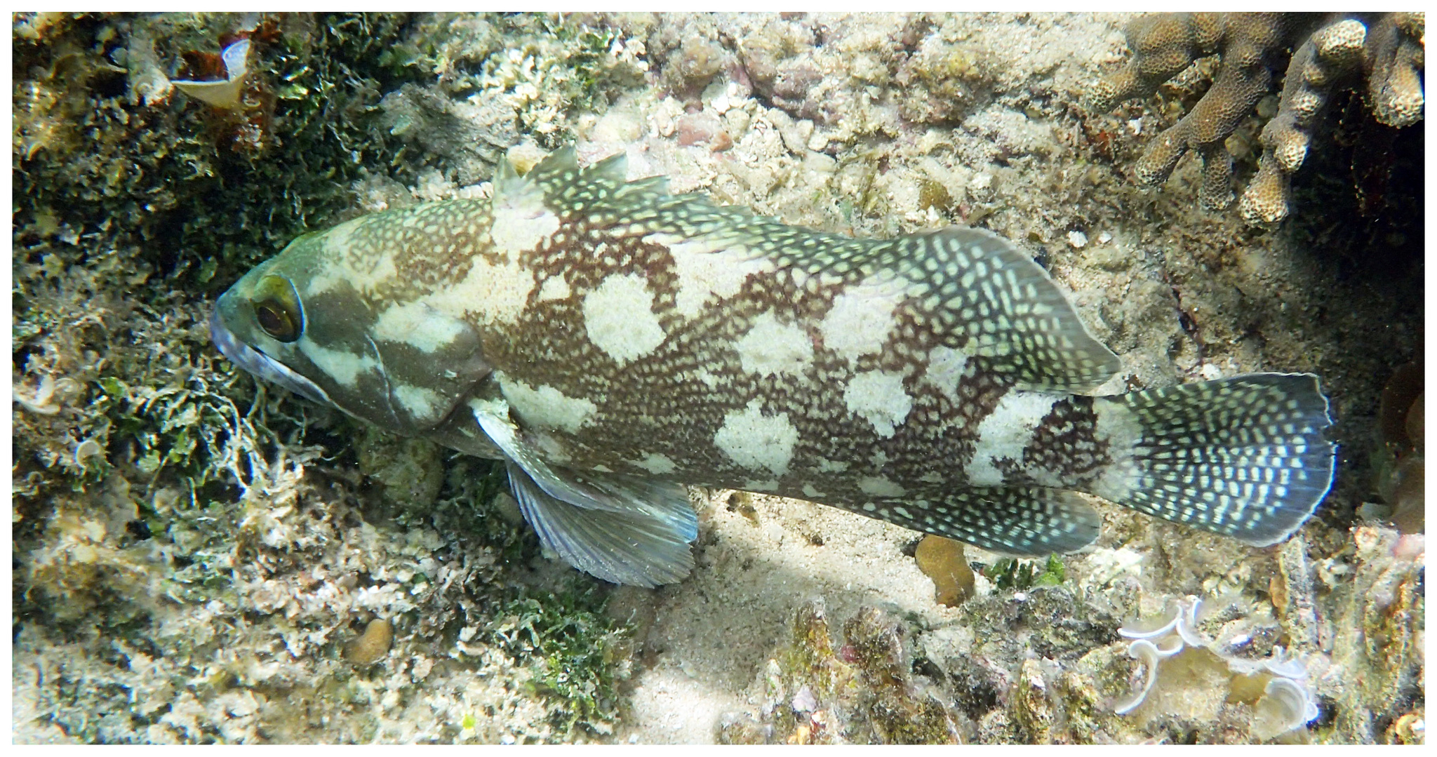 Specklefin Grouper (Epinephelus ongus) · iNaturalist