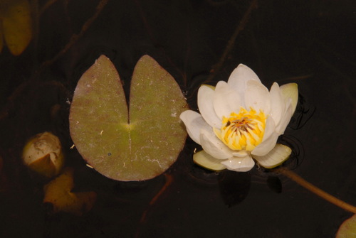 Pygmy waterlily (Nymphaea tetragona)
